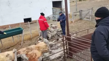 Incautan más de 1100 ovinos en un establecimiento ganadero
