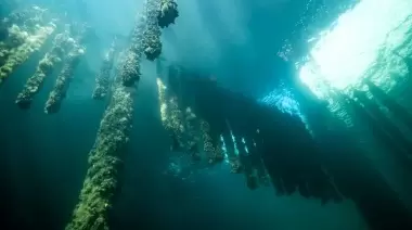 Aprueban proyectos para exploración y explotación de algas marinas