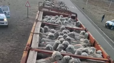 En un control preventivo detectan ovejas robados en estancias de la zona
