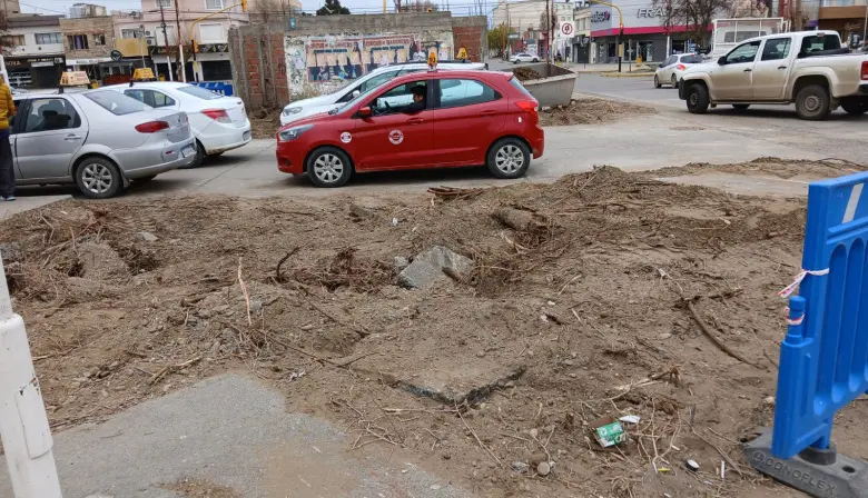 Arrancaron árboles históricos en pleno centro y concejal hará denuncia por "ecocidio"