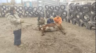 Incautan animales vacunos en Gobernador Gregores