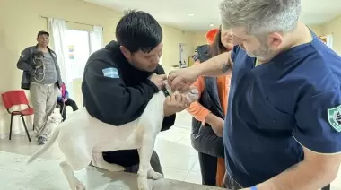 Campaña de Tenencia Responsable: Más de 600 perros recibieron asistencia en barrios de la Villa Turística