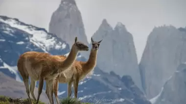 El guanaco en Santa Cruz: Mitos y realidades