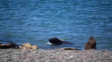 Se detectaron casos positivos en lobos marinos en varios puntos del país