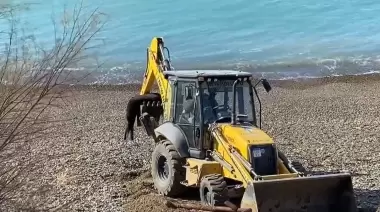 Operativo en conjunto para el traslado de un lobo marino muerto