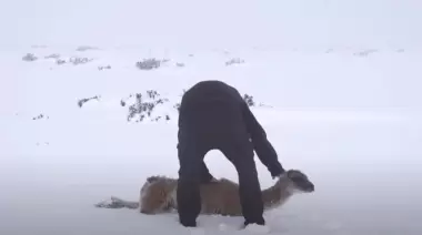 Consejo Agrario Provincial detectó guanacos muertos y descartó la causa de "influenza aviar"