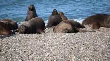 Se confirmó un nuevo caso positivo en lobos marinos en Santa Cruz