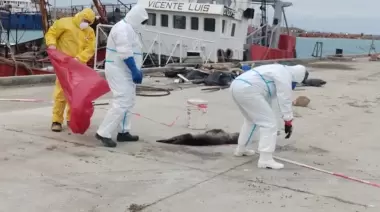 Municipio trabaja junto a diversos organismos ante el contexto sanitario por influenza aviar en lobos marinos