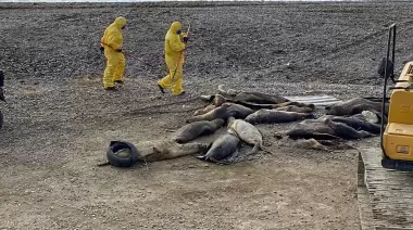 Plan de contingencia por influenza aviar en los lobos marinos