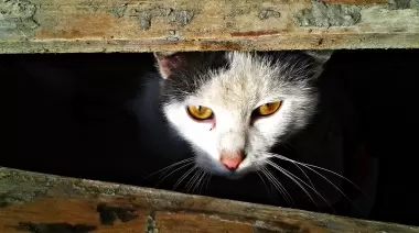 Colecta solidaria para ayudar a los animales en situación de calle