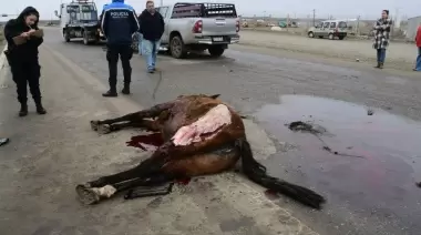 Circulaba por Ruta 3 y embistió a un caballo