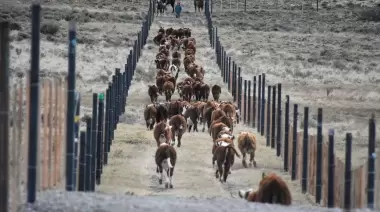 Feedlot de la mutual 12 de septiembre abastece mercado local