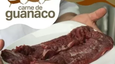 El Gobierno Provincial continúa potenciando la industria de la carne de guanaco