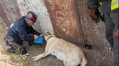 Rescatan a un perrito de un pozo