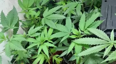 Desmantelan cultivo ilegal de marihuana en invernaderos clandestinos