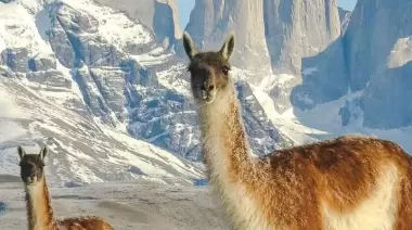 Aprovechamiento del guanaco como recurso económico