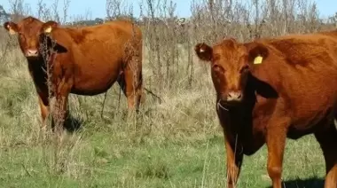 Preocupación de productores ante posible ingreso de carne con hueso desde zonas con vacunación