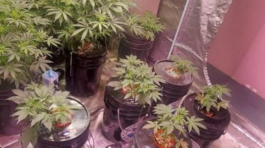 Allanan vivienda en B° Vista Hermosa y secuestran arma y 19 plantas de marihuana