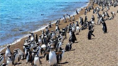 Juicio a estanciero en Punta Tombo: acusado de destrucción ambiental en hábitat de pingüinos de Magallanes