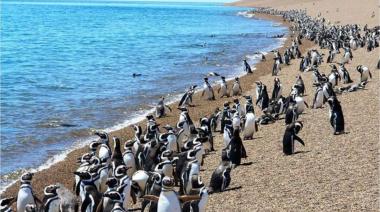 Primer juicio por daño ambiental en Argentina: Ricardo La Regina enfrentará cargos por la matanza de pingüinos en Punta Tombo