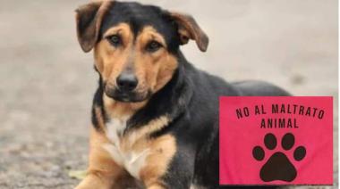 Polémica en Río Negro: rescatistas acusan a sujeto de abusar de un perro en predio deportivo