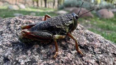 Tucura Sapo en la Patagonia: cómo controlar esta plaga que amenaza la agricultura