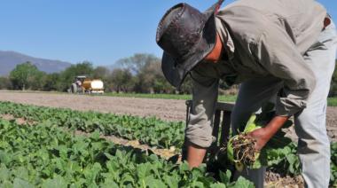Agroalimentos en Argentina: caída de ingresos para productores y aumento de costos en góndola