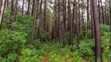 Lanzan convocatoria para planes de manejo y conservación de bosques nativos