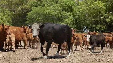 Santa Cruz rechaza el ingreso de carne con hueso de otras zonas del país a la Patagonia