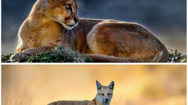 Actualizan normativa de caza: protegen al puma y a zorros en Santa Cruz