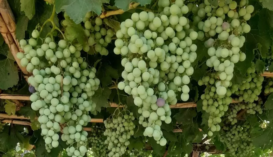 Enólogos de Esquel evalúan el potencial vitivinícola de Caleta Olivia