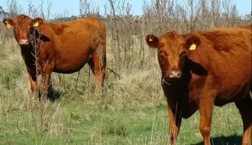 Preocupación de productores ante posible ingreso de carne con hueso desde zonas con vacunación