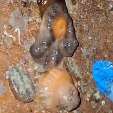 Misterio en el tanque: qué son las “mucosidades” halladas en la Planta de Ósmosis Inversa de Caleta Olivia